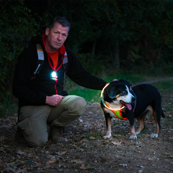 BEATLEDZ NG-3 Light-Up Collar for Dogs