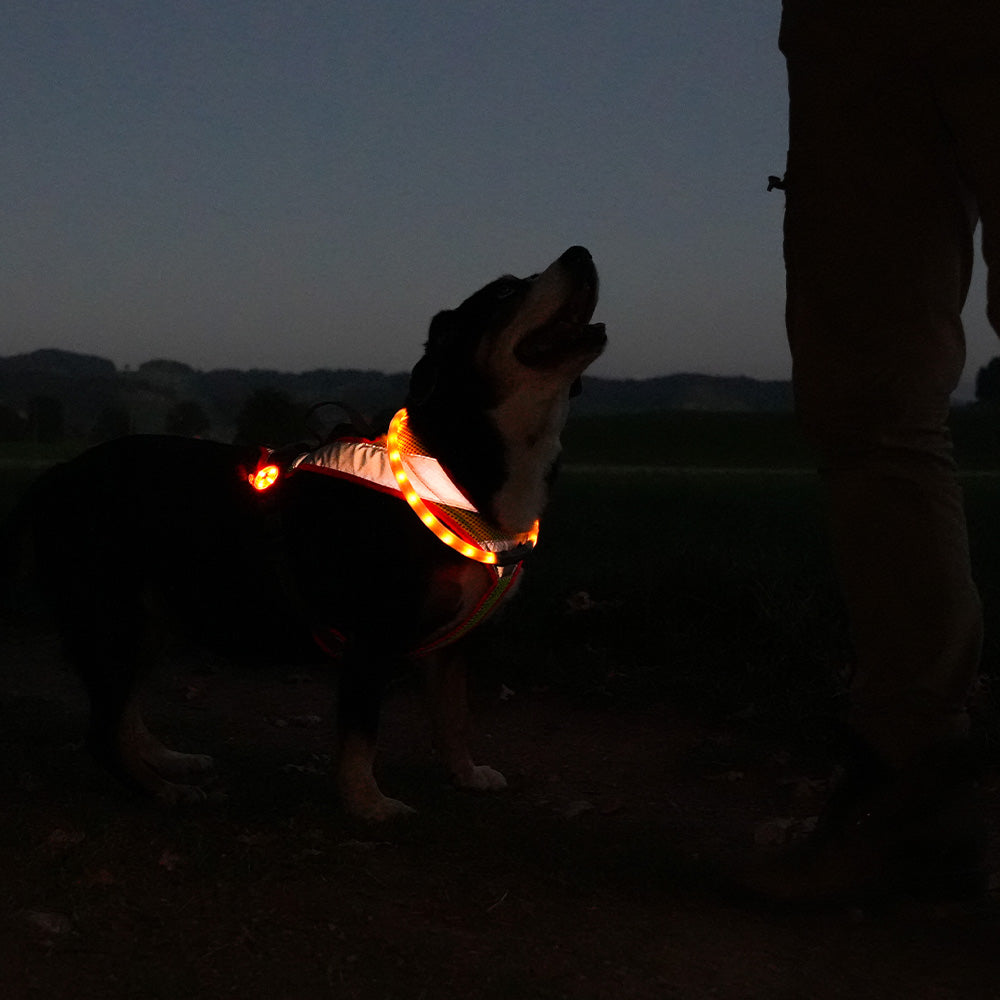 BEATLEDZ NG-3 Leuchthalsring für Hunde