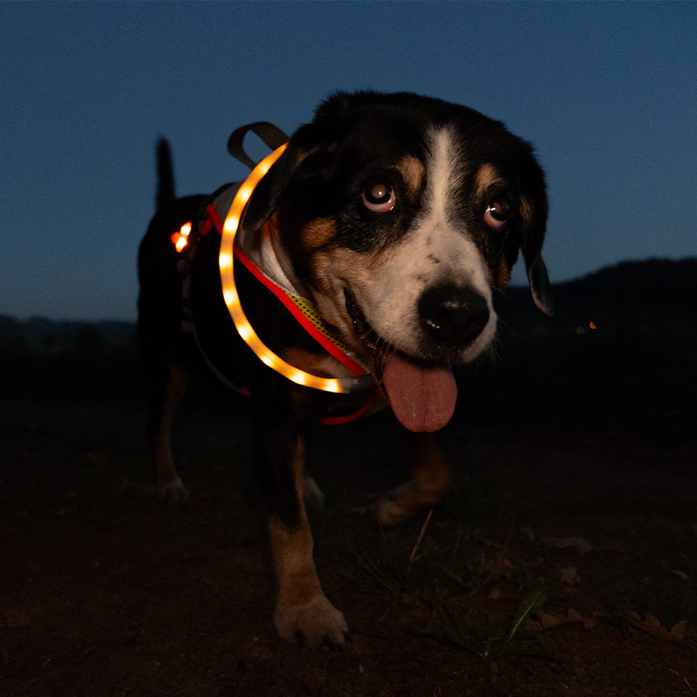 BEATLEDZ NG-3 Leuchthalsring für Hunde