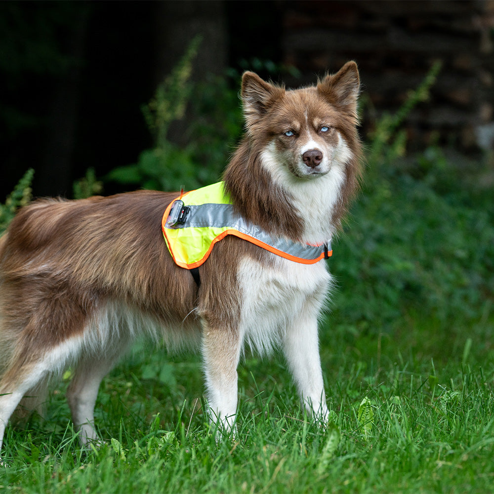 Hundeleuchtdecke Balou LED