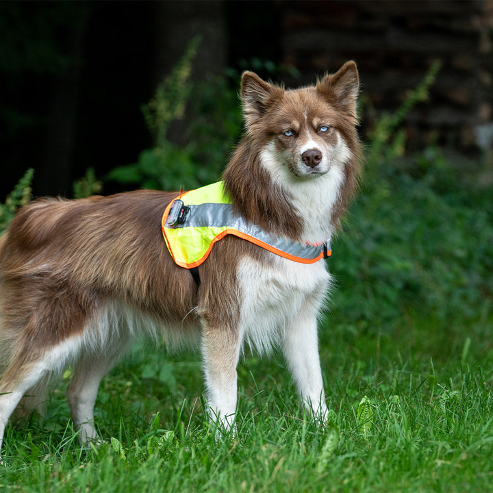 Hundeleuchtdecke Balou LED