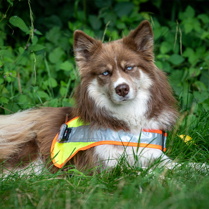 Hundeleuchtdecke Balou LED