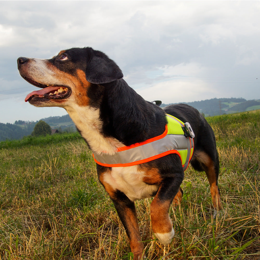 Hundeleuchtdecke Balou Profi mit LED