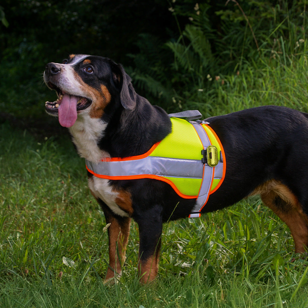 Hundeleuchtdecke Balou Profi mit LED