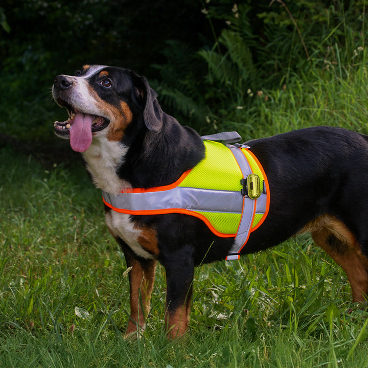 Hundeleuchtdecke Balou Profi mit LED