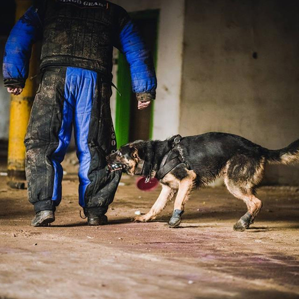 Schutzanzug Schutzdienst Dingo Gear