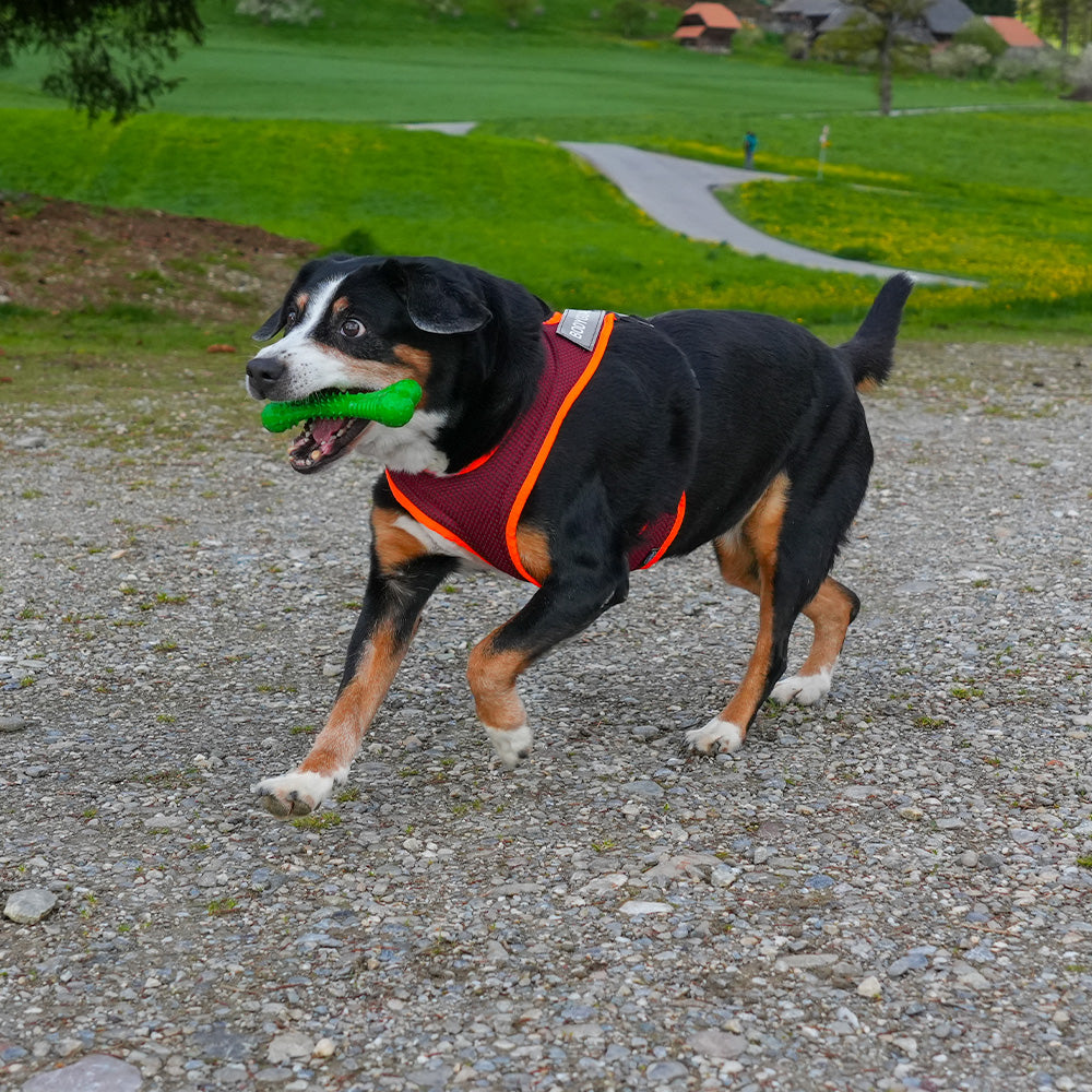 Dog`s Fun Run Hundegeschirr Batch