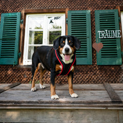 Bouvier d'Entlebuch avec harnais Dog`s Fun Run MUTZ, dans le style du costume masculin bernois. Noir avec liseré rouge, surpiqûres blanches et rivets edelweiss.