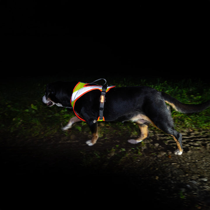 Entlebucher Sennenhund mit Hundegeschirr Dog`s Fun Run Night, leuchtgelb mit Reflexstreifen, zwei LED-Leuchten und leuchtoranger Einfassung.