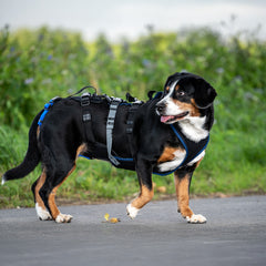 Harnais pour chiens Dog`s Fun Run Support XLong, pour les chiens âgés et fragiles et après une opération. dans la nature.