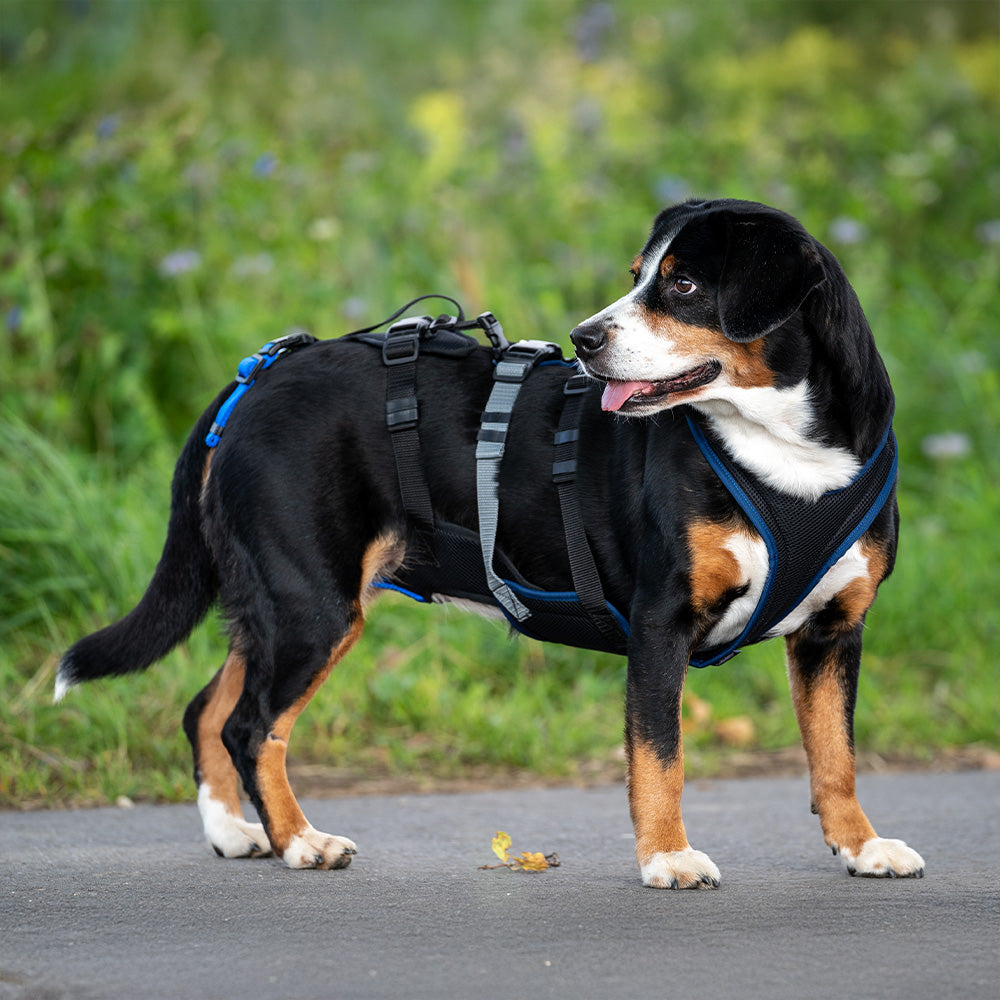 Hundegeschirr Dog`s Fun Run Support XLong, für ältere und gebrechliche Hunde und nach Operationen. mit Enlebucher Sennenhund.