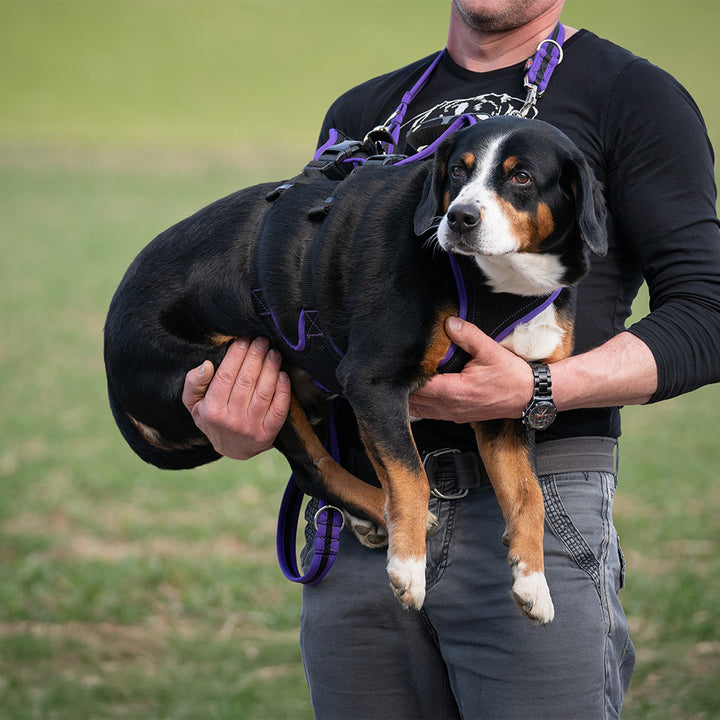 Dog`s Fun Run Support mit 2 Gurten