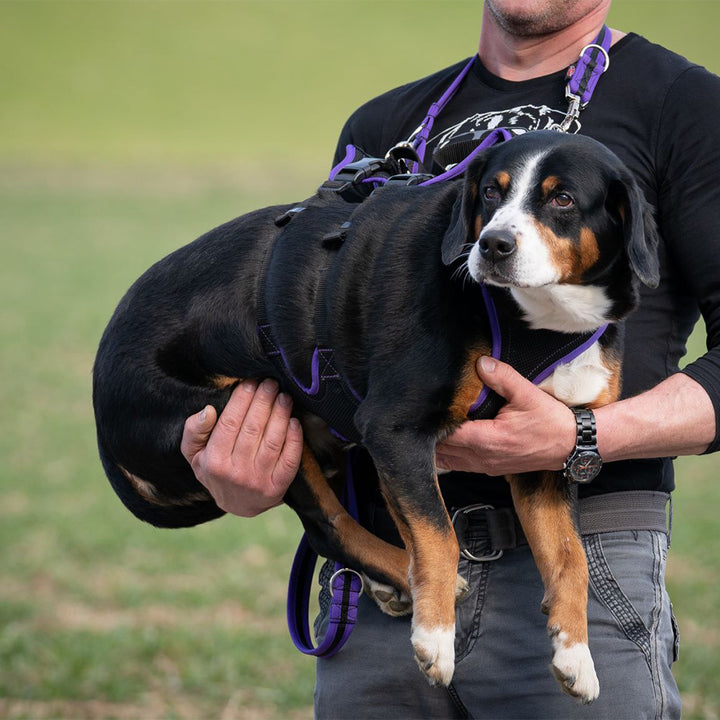 Hundegeschirr Dogs Fun Run Support, zum tragen vom Hund, schwarz-violett.