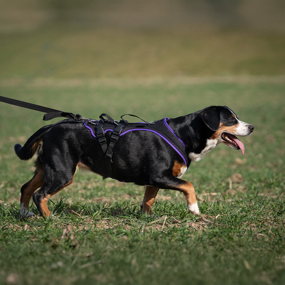 Hundegeschirr Dogs Fun Run Support, zum Wandern und Unterstützen, schwarz-violett. Mit Entlebucher Sennenhund.