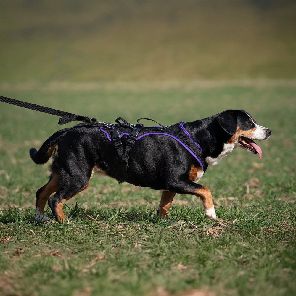 Dog`s Fun Run Support mit 2 Gurten