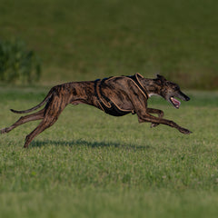 imbracatura per cani Dog`s Fun Run imbracatura per cani con vestibilità ottimizzata per levrieri. nera con bordi beige. Con levriero in corsa.