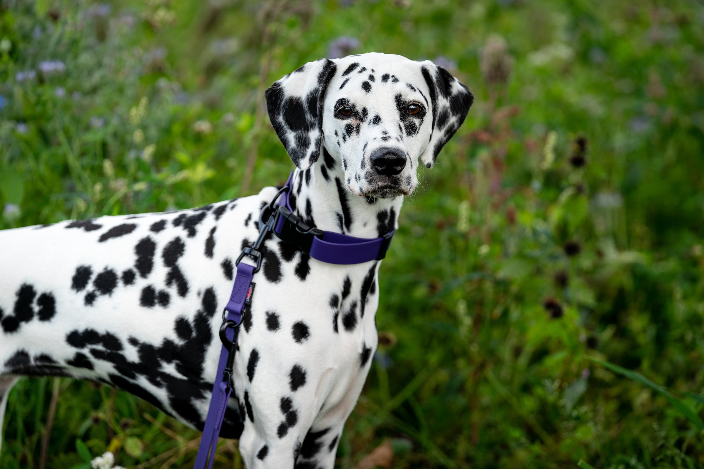 BIOTHANE® lead, 3-way adjustable