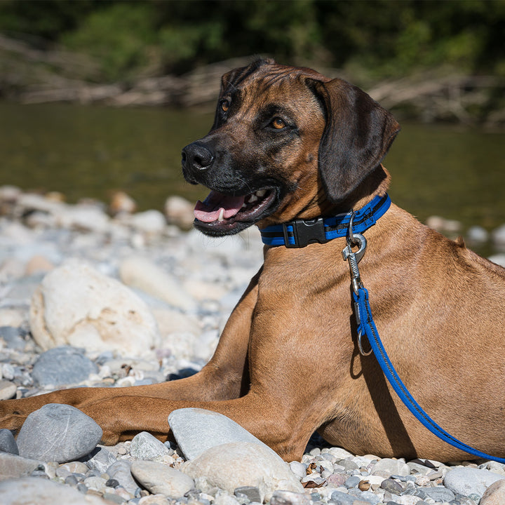 Halsband eingefasst direkt
