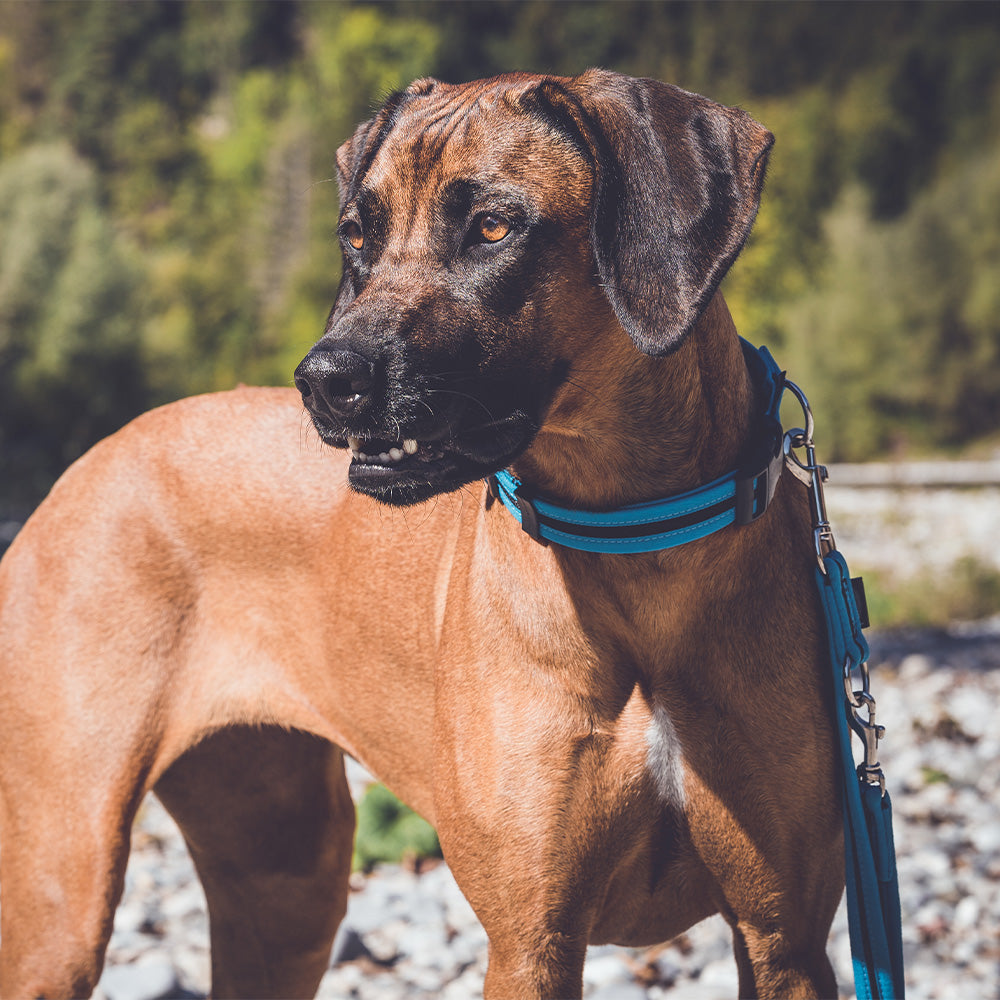 Halsband eingefasst direkt