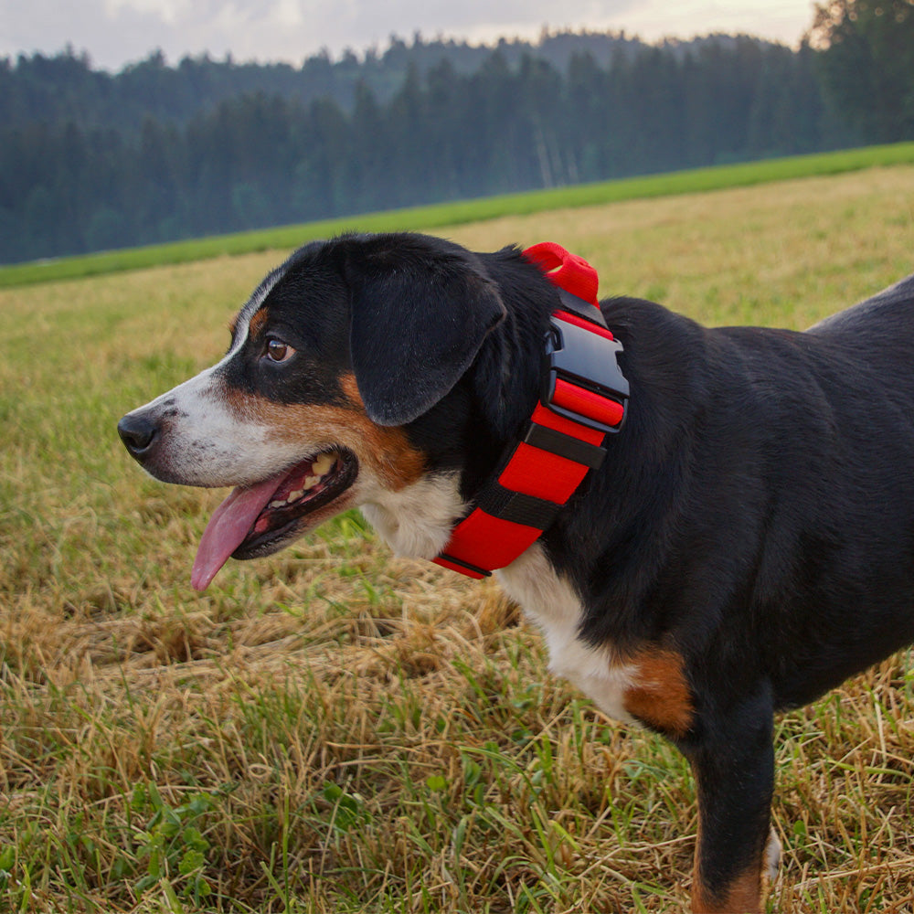 Hetz-Halsband mit Griff