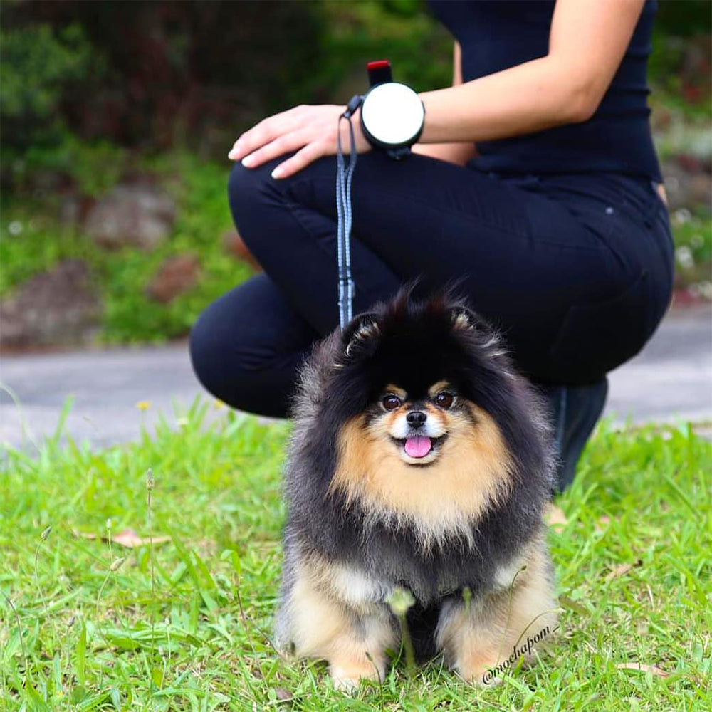 Lishinu 3-en-1 laisse intelligente pour chien - laisse à enrouleur blanche