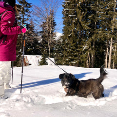Lishinu 3 - avvolgitore intelligente per cani rosa
