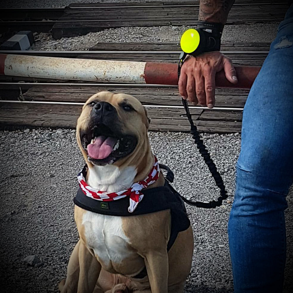 Lishinu bungee dog leash/reel with pull damper. Color bright yellow