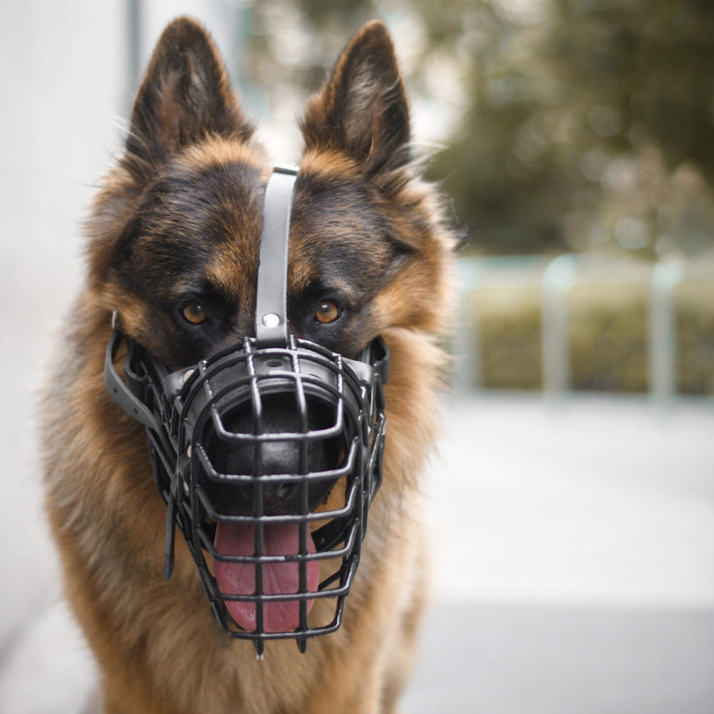 Maulkorb Metall Gummi-Beschichtet Deutscher Schäfer - Dingo Gear