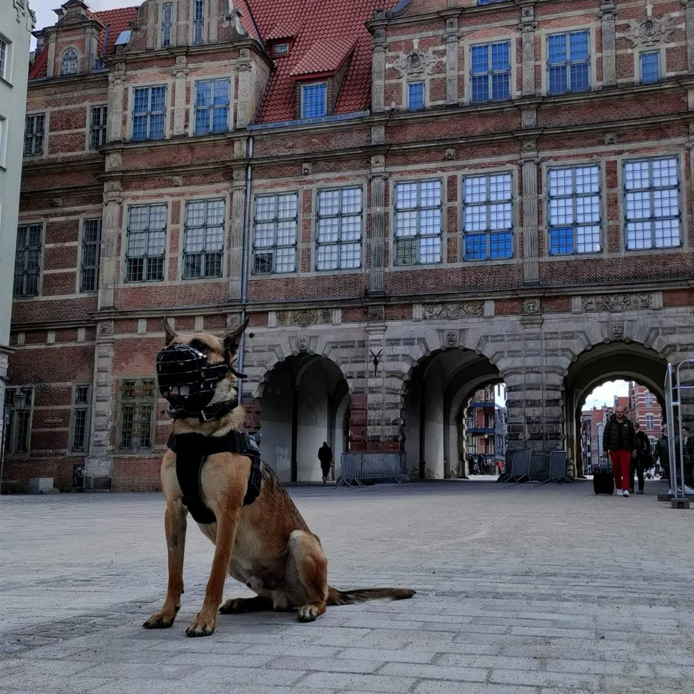 Maulkorb Metall Gummi-Beschichtet Malinois - Dingo Gear