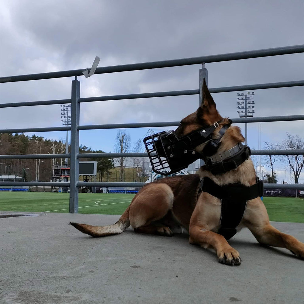 Maulkorb Metall Gummi-Beschichtet Malinois - Dingo Gear