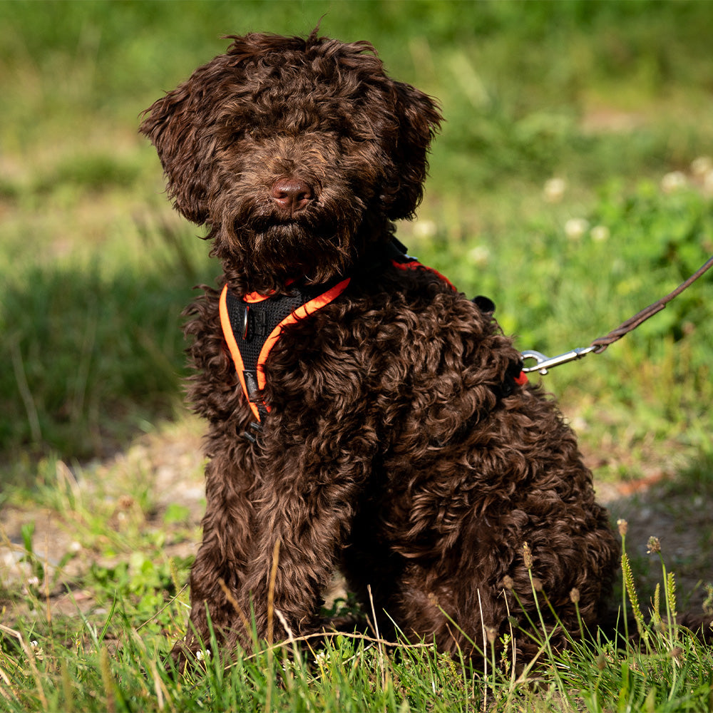 Puppy harness Popp-It