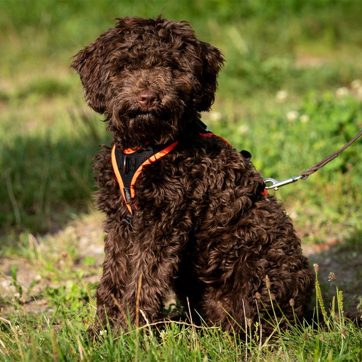 Welpengeschirr Popp-It