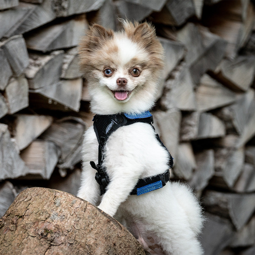 Puppy harness Popp-It