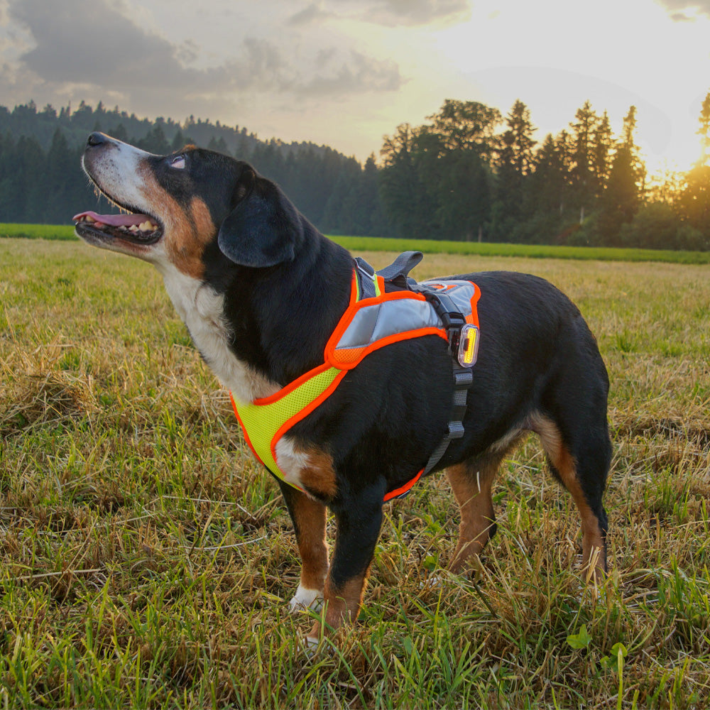 Harnais pour chien Vary Night