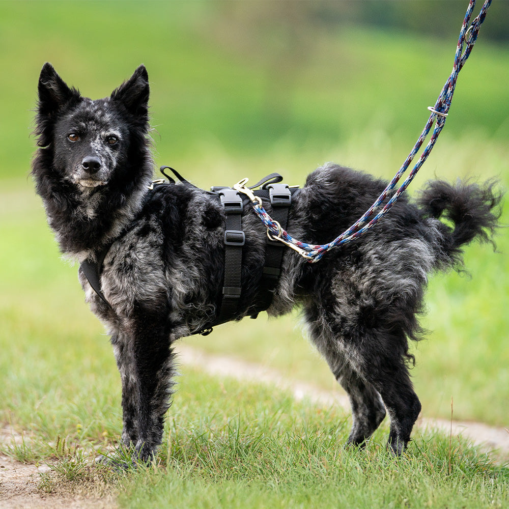 Hundegeschirr Vary Support