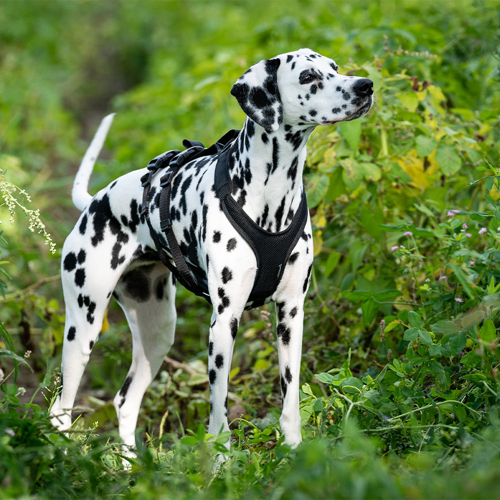 Hundegeschirr Vary Support