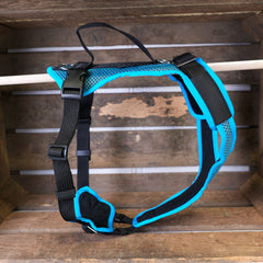 harnais pour chien Vary couleurs spéciales, pétrole-uni, outlet, soldes