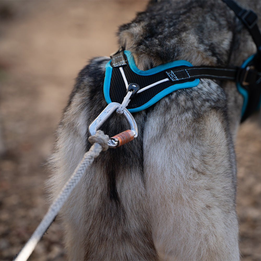 Harness Turquoise