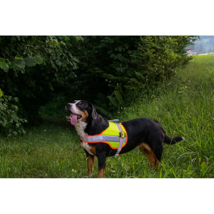 Hundeleuchtdecke Balou Profi mit LED