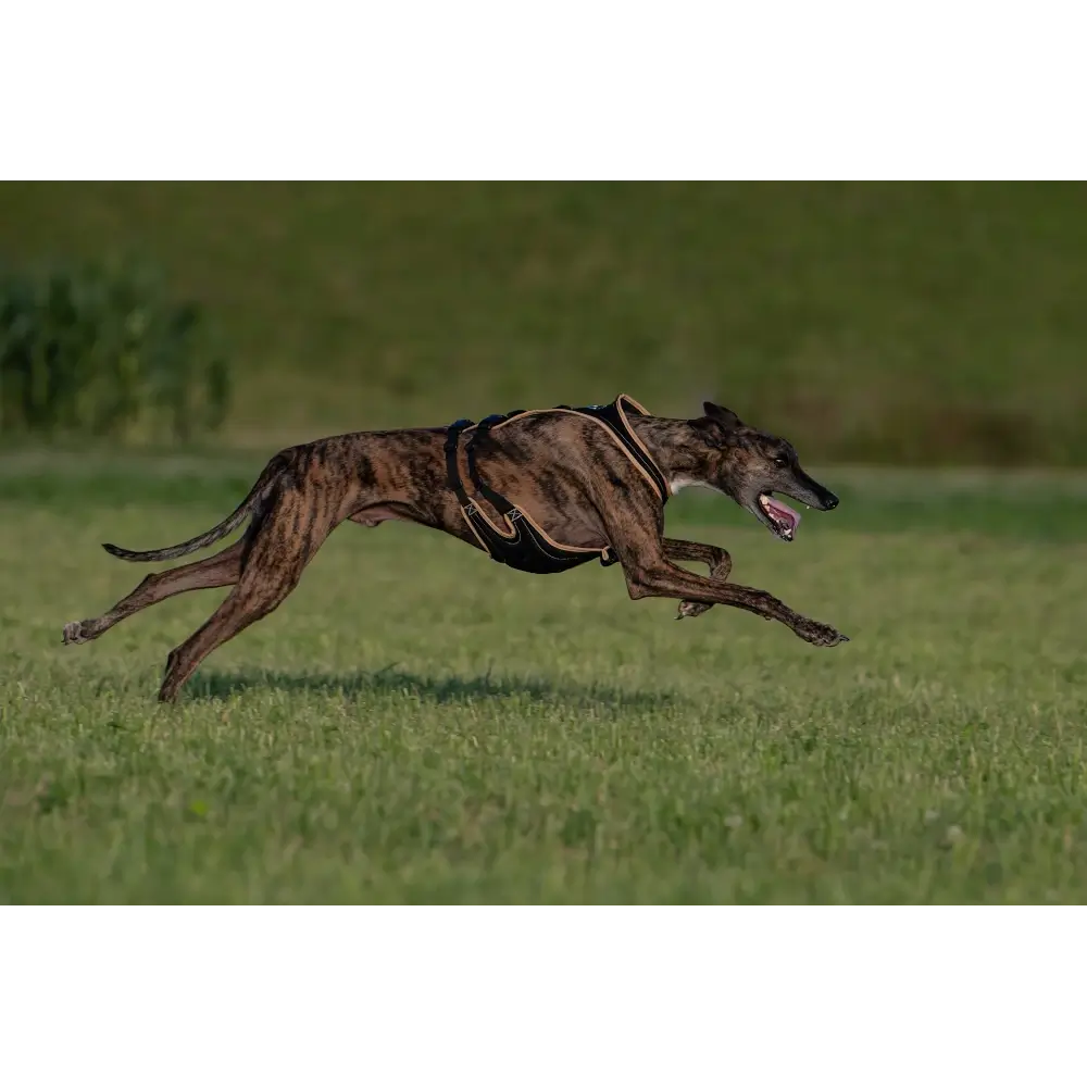 Dogs Fun Run Dog Harness Greyhound