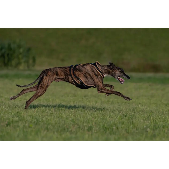 Dogs Fun Run Dog Harness Greyhound