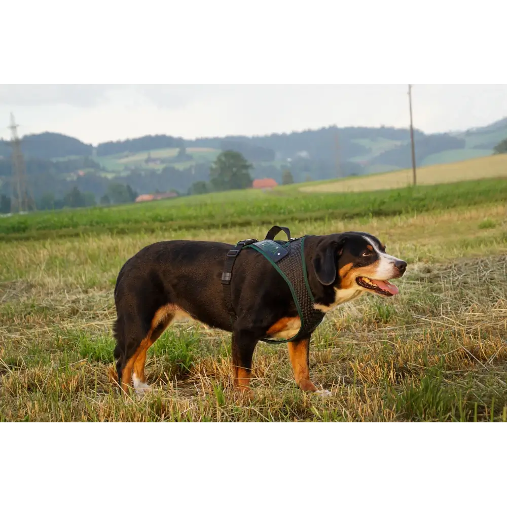 Dog`s Fun Run Hundegeschirr Batch