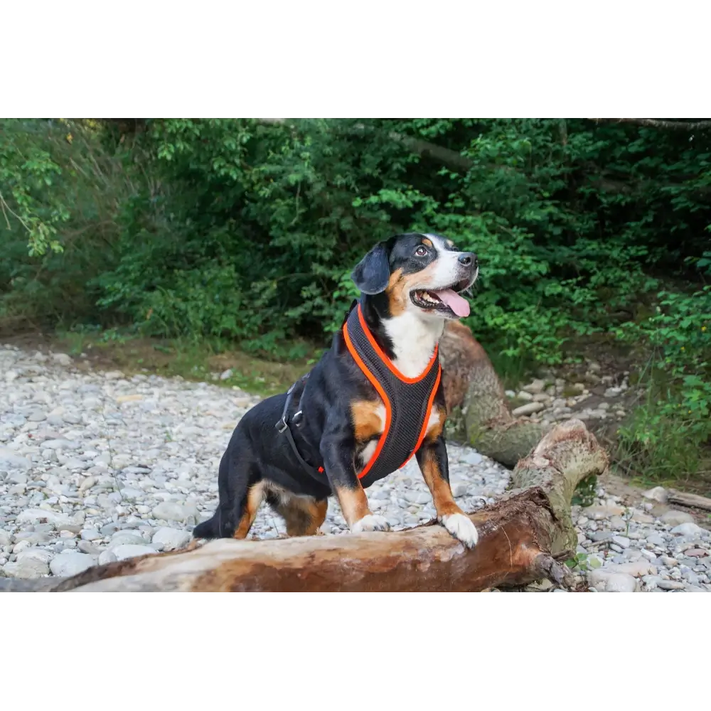 Xtreme dog harness hotsell