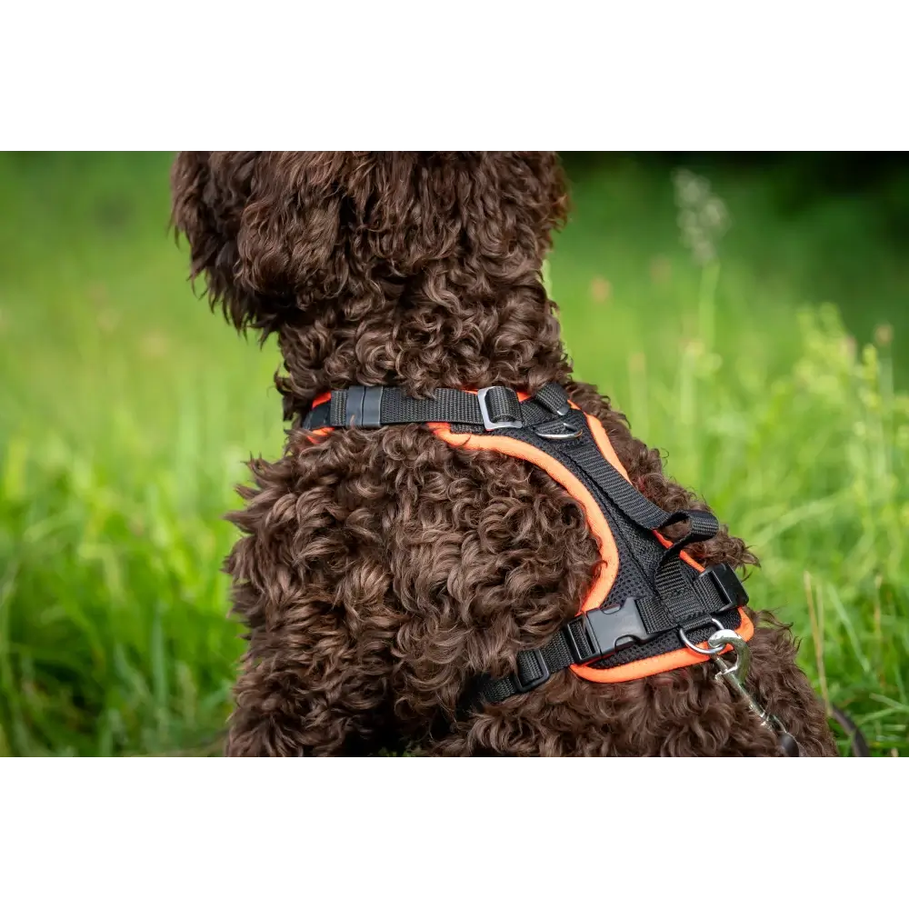 3 peaks 2024 step in harness