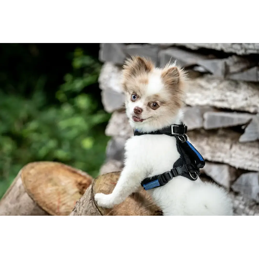 Puppy harness Popp-It
