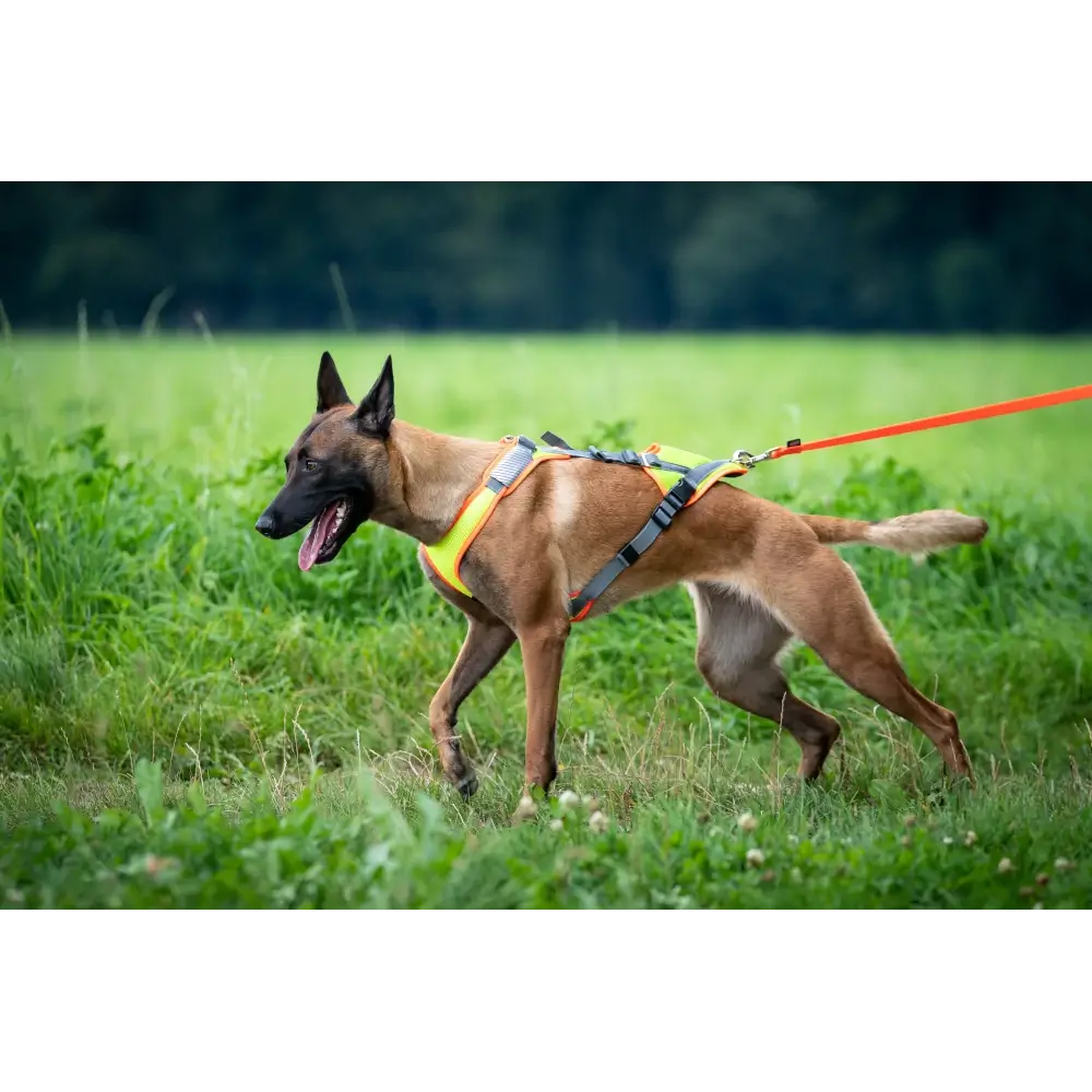 Imbracatura per cani Vary Mantrail