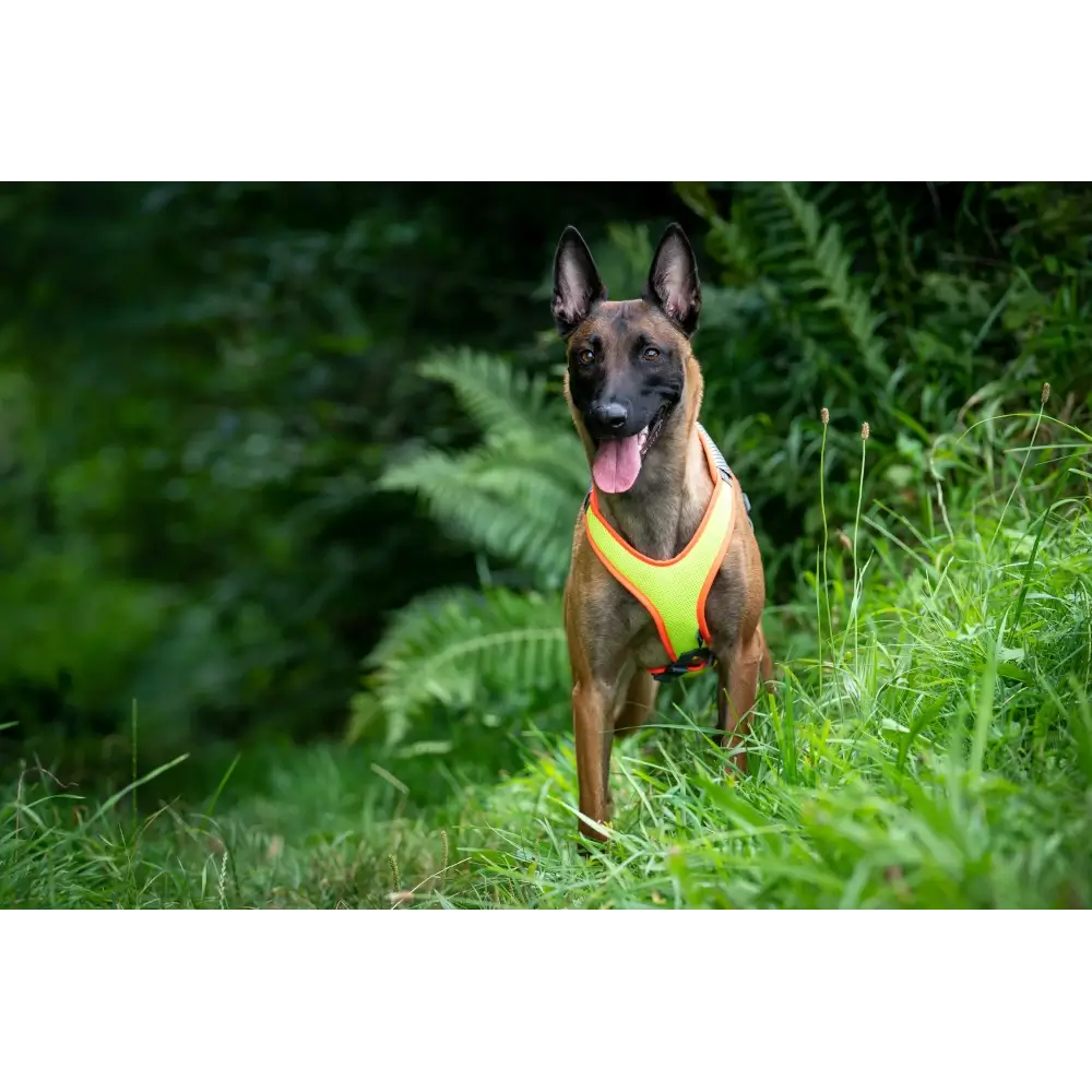 Hundegeschirr Vary Mantrail