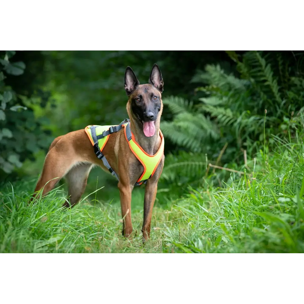 Hundegeschirr Vary Mantrail