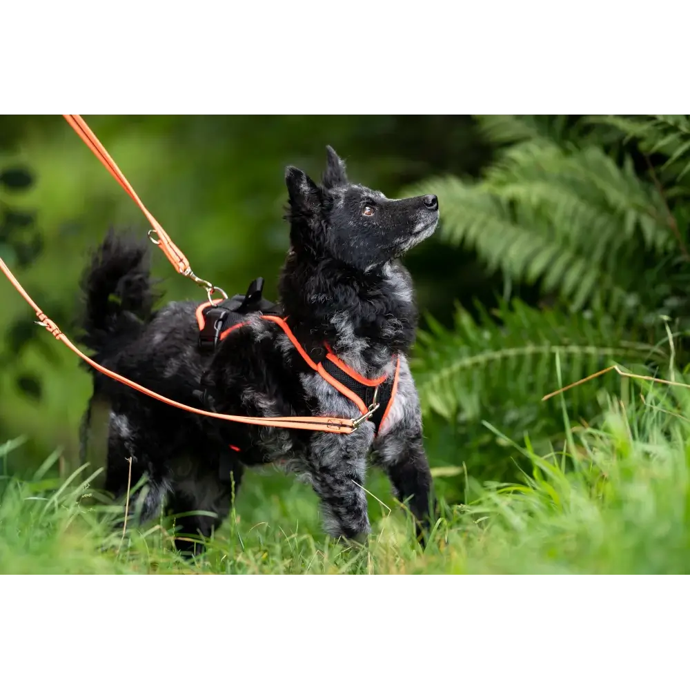 Dog Harness Vary Pro Guide