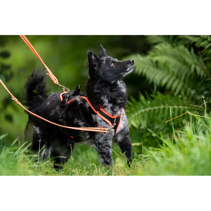 Dog Harness Vary Pro Guide